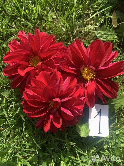 Георгины клубни