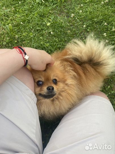 Мини шпиц вязка кабель