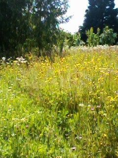 Участок 8 сот. (ИЖС)