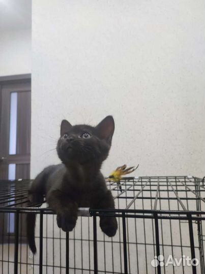 Котенок, кошка ищет дом