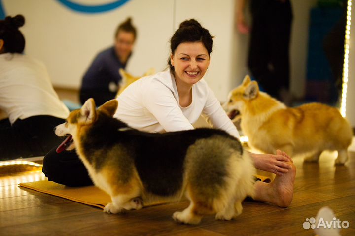 Йога со щенками Хабаровск