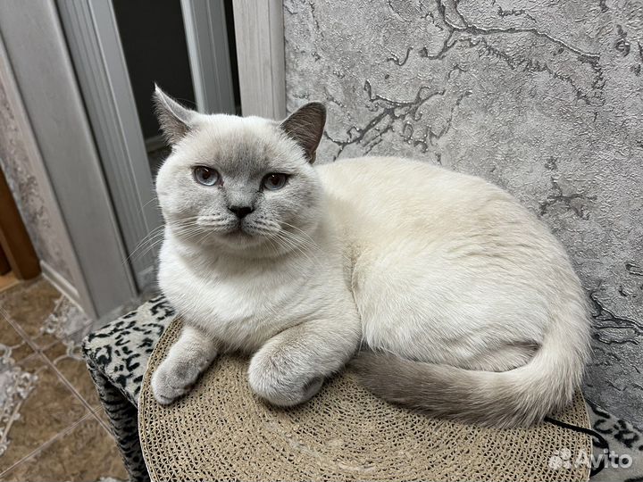 Шотландский кот на вязку