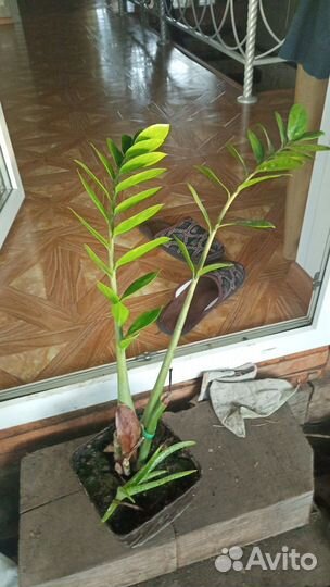 Комнатные растения цветы