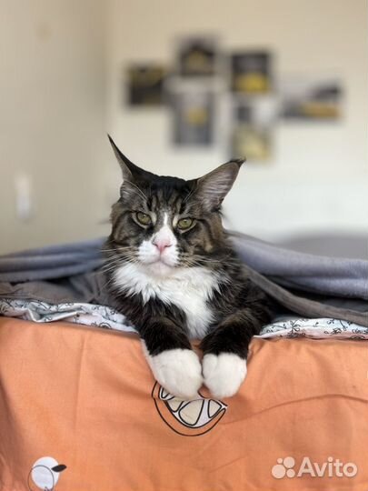 Мейн-кун вязка