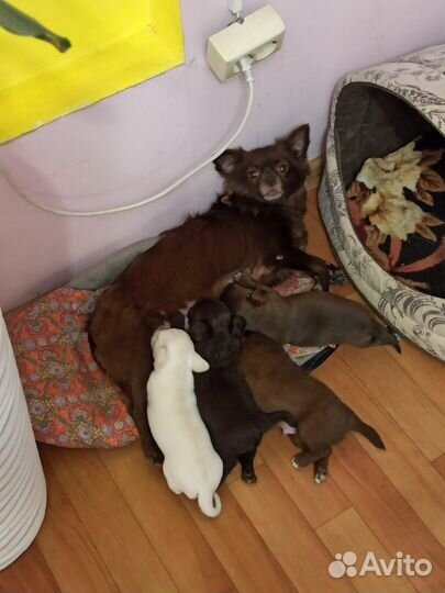 Щенки чихуахуа