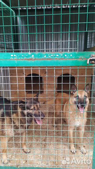 Ждут волонтеров и ответственных хозяев