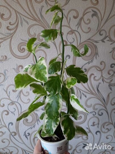 Педилантус