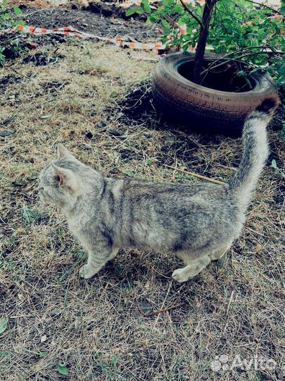 Кошки в добрые руки