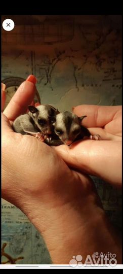 Летяга белка