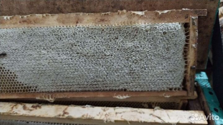 Продам мед 2023