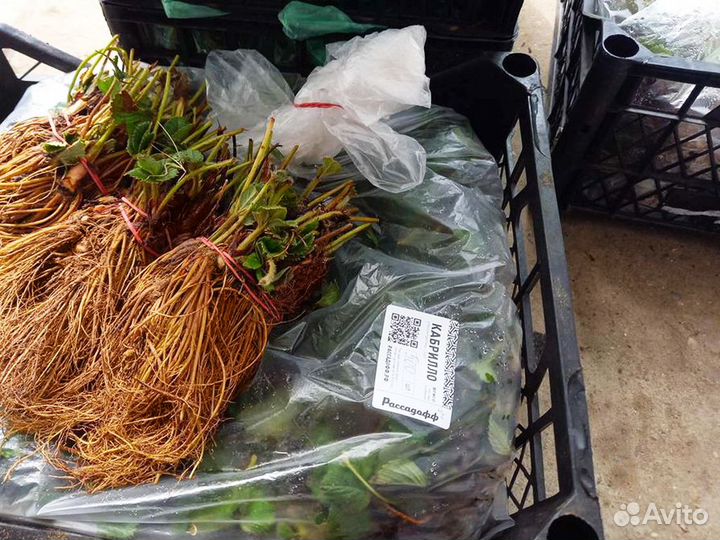 Рассада клубники. Крупная ягода