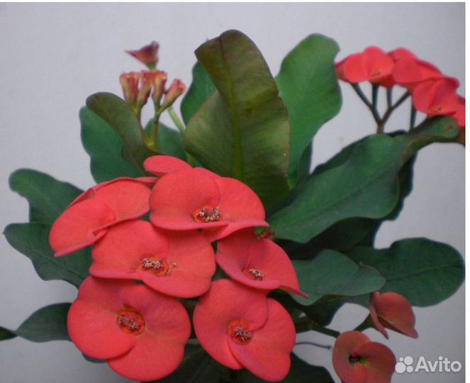 Эуфорбия Милли