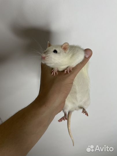 Крысы Дамбо Бесплатно