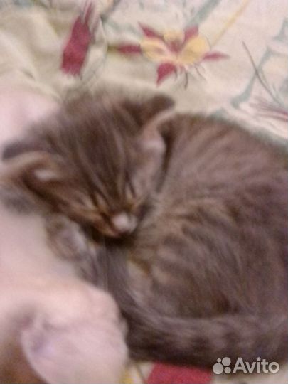 Котята