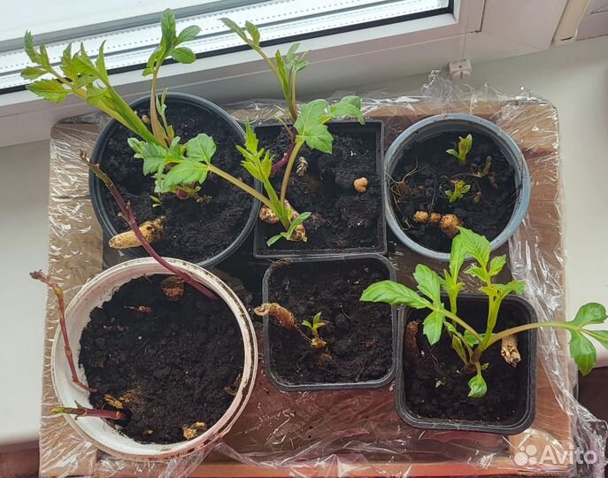 Георгины клубни