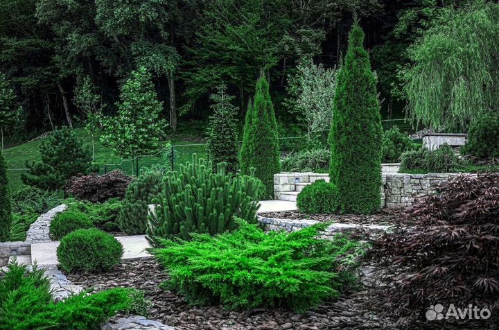 Туи из питомника