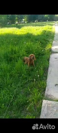 Английский Кокер спаниель Вязка