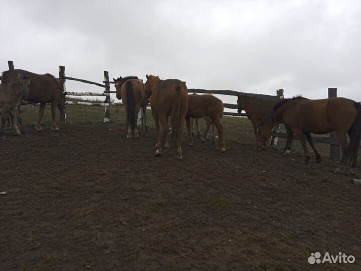 Кобылы с жеребятами