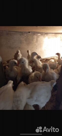 Молодые петухи