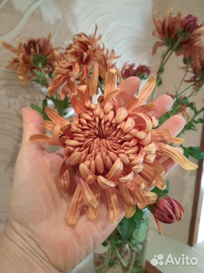 Хризантема корейская