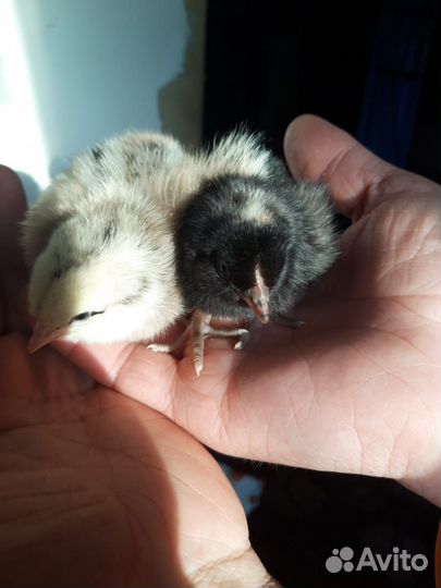 Цыплята суточные