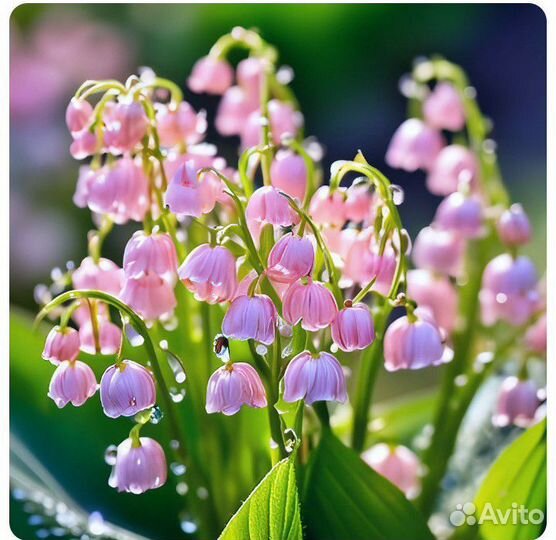 Розовые ландыши