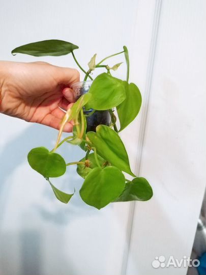 Филодендрон скандес миканс, лайм