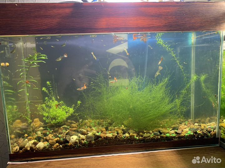 Аквариум,рыбки,растения,декорации