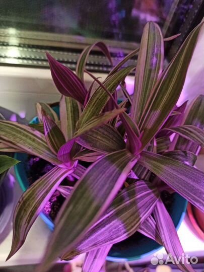 Традесканции разных сортов