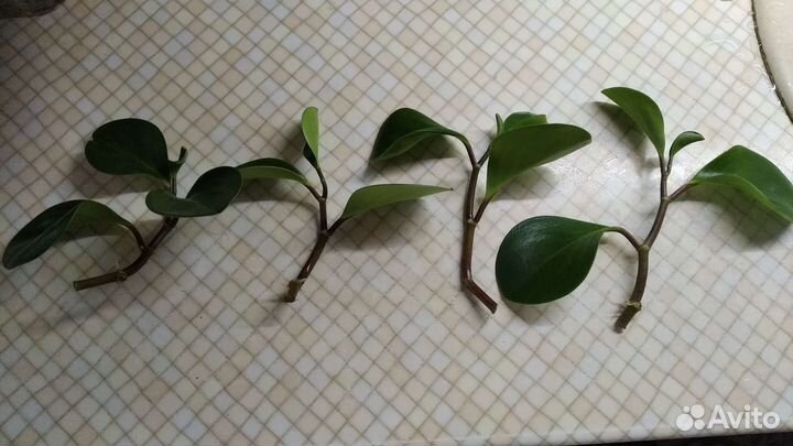 Пеперомия туполистная