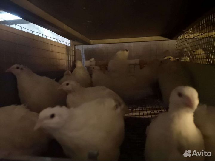 Яйца перепелиные инкубационное