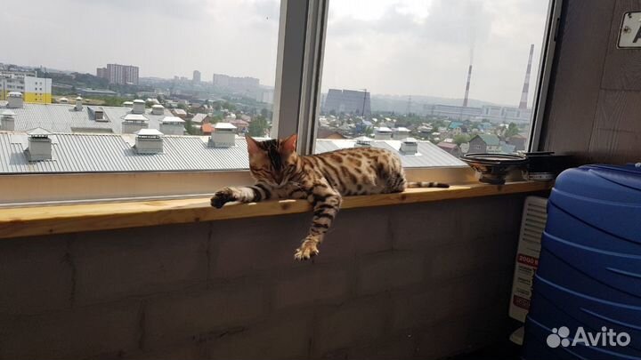 Бенгальский кот для вязки