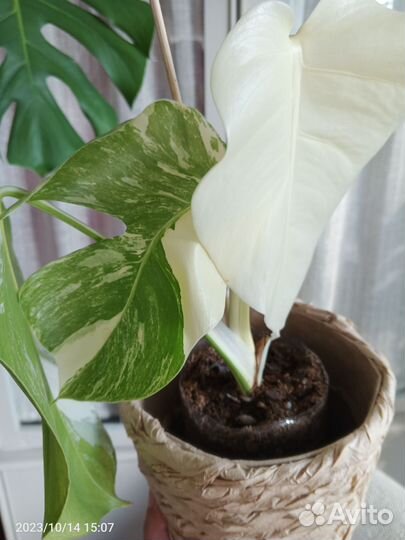 Монстера Альба