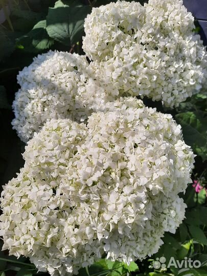 Древовидная гортензия с огромными цветами