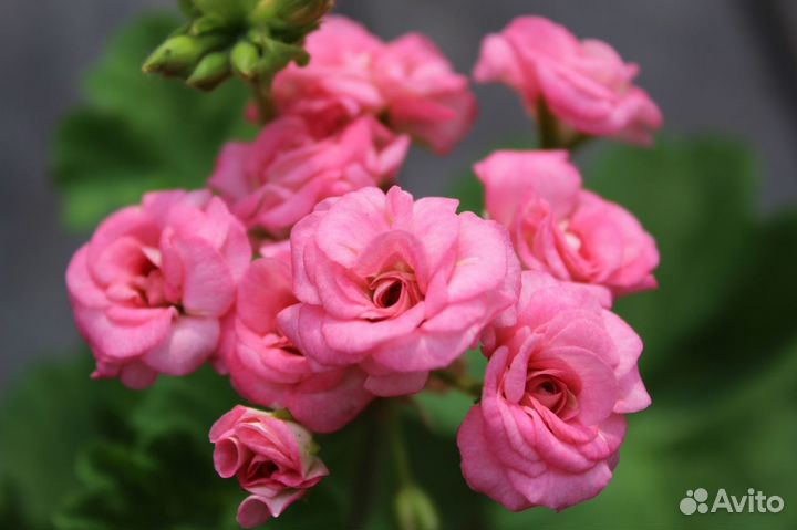 Сортовые пеларгонии