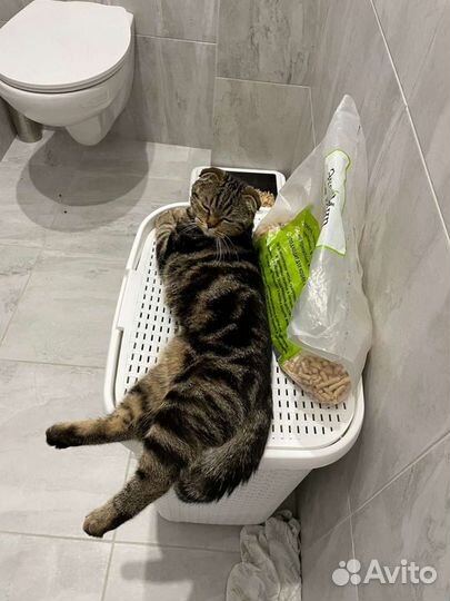 Ветеринарный врач круглосуточно Отлов