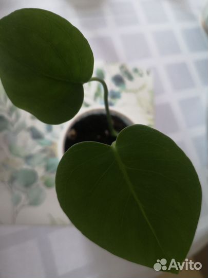 Комнатные цветы разные