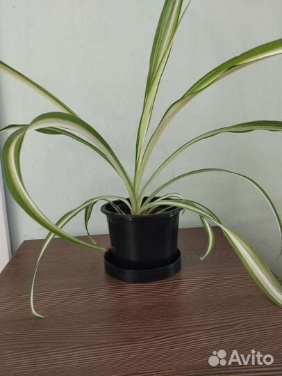 Комнатные цветы