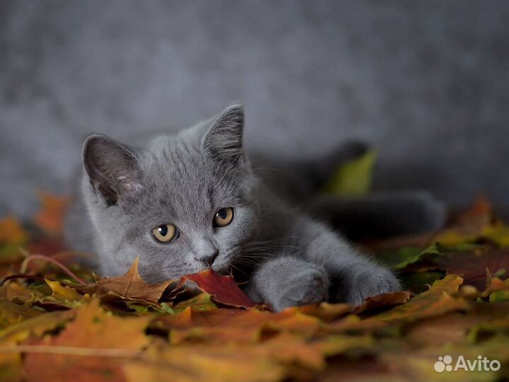Британские котята девочки