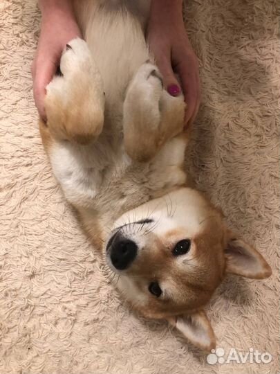 Собака модель для фотосессии Сиба-ину