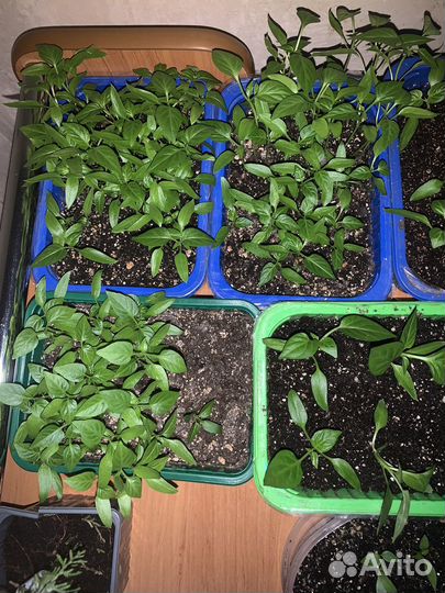 Рассада перца сладкого, острого