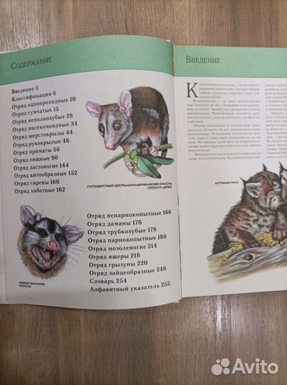 Энциклопедия про животных