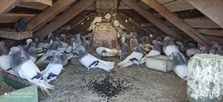 Голуби кофейные белохвостые