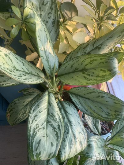 Аглаонема кристина