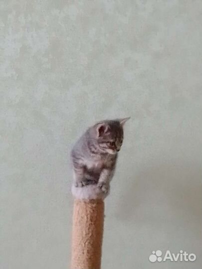 Кошки