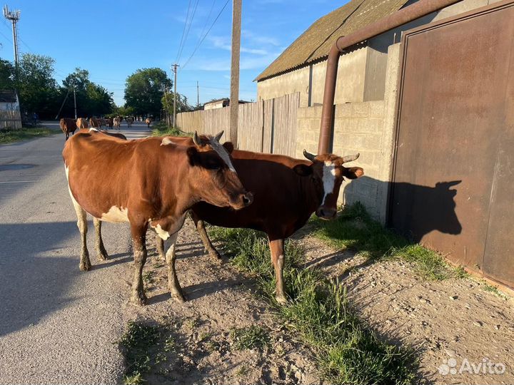 Коровы дойные молочные