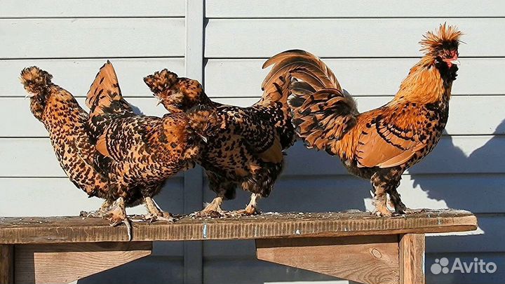 Продаю ия кур пород брама, орловская, павловская
