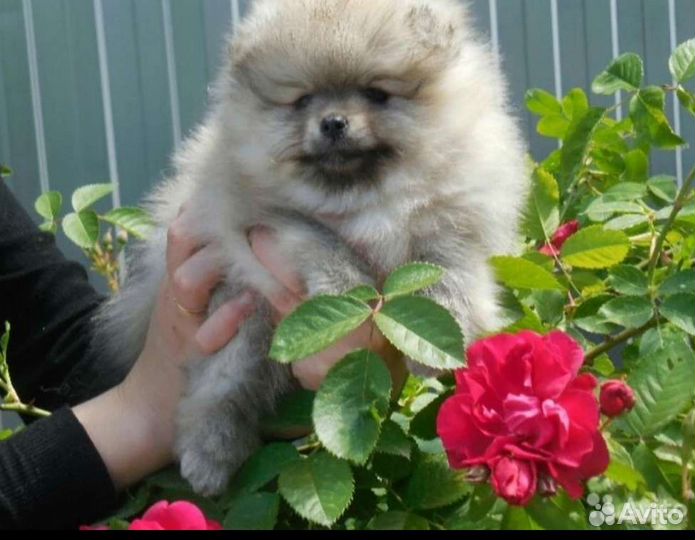 Щенки шпица