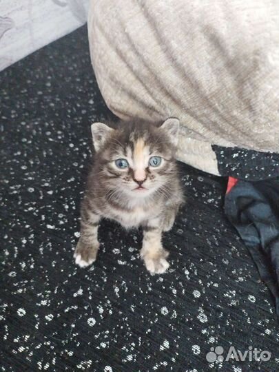 Кошка в дар бесплатно