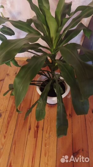 Цветы женские счастья